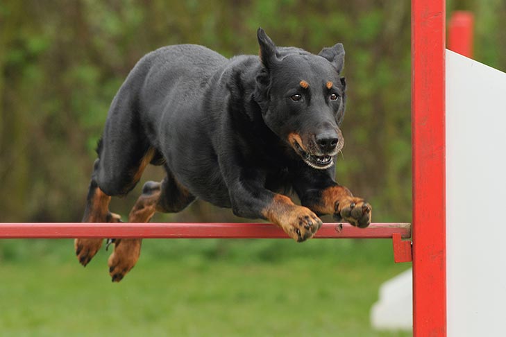 Beauceron leaping over an agility jump outdoors.