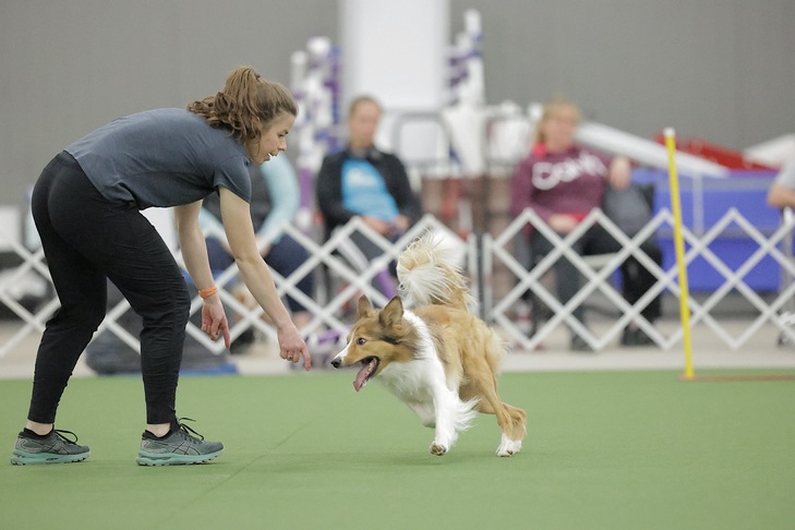 MACH Pride Creek's Walk It Like I Talk It MXS MJB (Wit), Border Collie, and handler Perry DeWitt. 2023 Agility World Team Tryouts, April 29 - May 1, at Purina Farms, Gray Summit, MO.